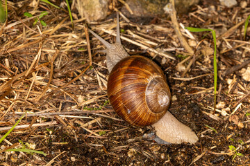 snail on a leaf