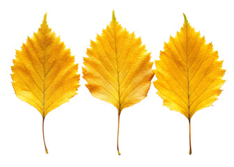 Three vibrant golden autumn leaves displayed against a stark black background