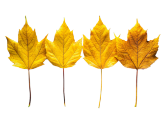 Four golden maple leaves displayed against a stark black background in autumn
