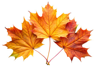 Fototapeta premium Vibrant autumn maple leaves displaying a spectrum of warm fall colors