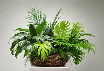 Fototapeta premium Lush Tropical Plant Arrangement: Green Foliage in Wicker Basket