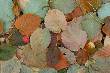 Fallen autumn leaves lie on the ground in a dense layer.
