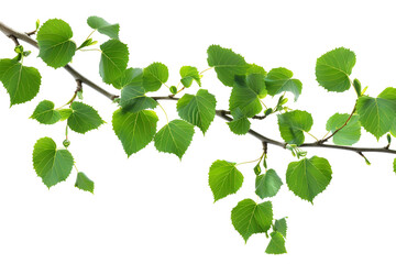 Naklejka premium Vibrant green linden branch with leaves against black background