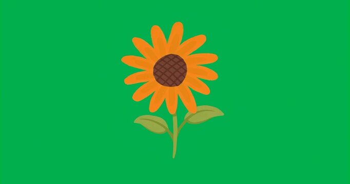 Sunflower swaying sideways upon breeze on transparent background to show smooth motion