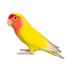 Rosy-Faced Lovebird (Agapornis roseicollis) Isolated on a White Background with Copy Text Space. Exotic Parrot Species Element for Wildlife Posters, Cultural Themes, and Nature-Inspired Designs. PNG 