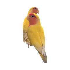 Rosy-Faced Lovebird (Agapornis roseicollis) Isolated on a White Background with Copy Text Space. Exotic Parrot Species Element for Wildlife Posters, Cultural Themes, and Nature-Inspired Designs. PNG 
