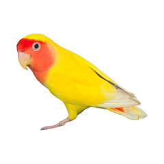 Rosy-Faced Lovebird (Agapornis roseicollis) Isolated on a White Background with Copy Text Space. Exotic Parrot Species Element for Wildlife Posters, Cultural Themes, and Nature-Inspired Designs. PNG 