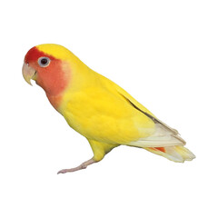 Rosy-Faced Lovebird (Agapornis roseicollis) Isolated on a White Background with Copy Text Space. Exotic Parrot Species Element for Wildlife Posters, Cultural Themes, and Nature-Inspired Designs. PNG 