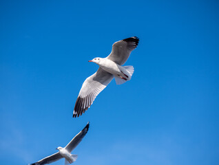 Seagulls flying on the beautiful blue sky, some chasing after food to eat at Bangpu, Samutprakarn in Thailand.