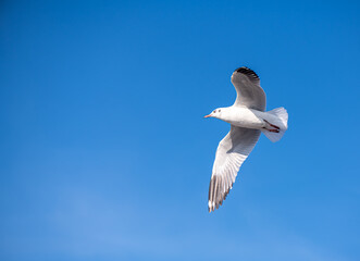 Seagulls flying on the beautiful blue sky, some chasing after food to eat at Bangpu, Samutprakarn in Thailand.
