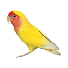 Rosy-Faced Lovebird (Agapornis roseicollis) Isolated on a White Background with Copy Text Space. Exotic Parrot Species Element for Wildlife Posters, Cultural Themes, and Nature-Inspired Designs. PNG 