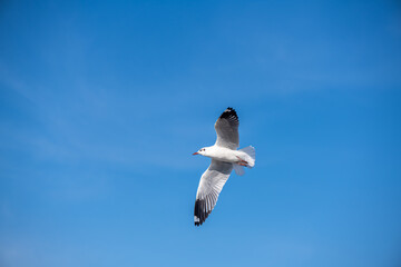 Seagulls flying on the beautiful blue sky, some chasing after food to eat at Bangpu, Samutprakarn in Thailand.