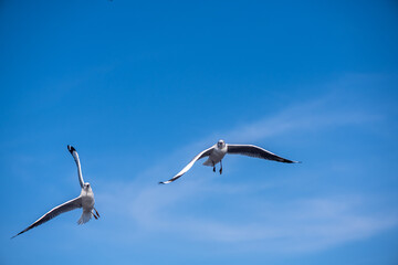 Seagulls flying on the beautiful blue sky, some chasing after food to eat at Bangpu, Samutprakarn in Thailand.