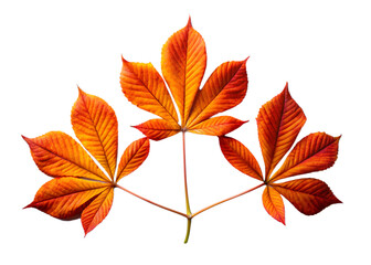 Three vibrant orange horse chestnut leaves displayed against a stark black background