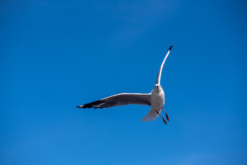 Seagulls flying on the beautiful blue sky, some chasing after food to eat at Bangpu, Samutprakarn in Thailand.
