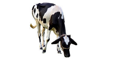 Holstein Friesian Cow (Bos taurus) Isolated on a White Background with Copy Text Space. Prominent Dairy Cattle Breed Element for Farm Posters, Cultural Themes, and Nature-Inspired Designs. PNG File