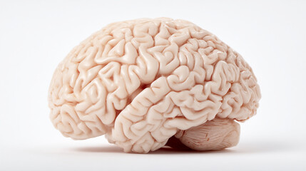 Fototapeta premium Isolated human brain model on a white background showcasing its intricate structure and form