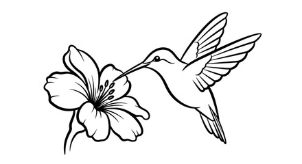 Obraz premium hummingbird flower line art drawing elegant nature illustration