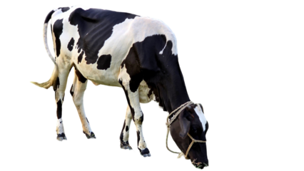 Holstein Friesian Cow (Bos taurus) Isolated on a White Background with Copy Text Space. Prominent Dairy Cattle Breed Element for Farm Posters, Cultural Themes, and Nature-Inspired Designs. PNG File