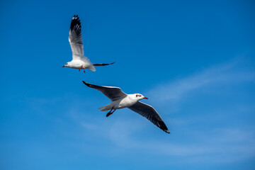 Seagulls flying on the beautiful blue sky, some chasing after food to eat at Bangpu, Samutprakarn in Thailand.