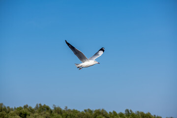 Seagulls flying on the beautiful blue sky, some chasing after food to eat at Bangpu, Samutprakarn in Thailand.