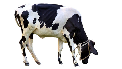 Holstein Friesian Cow (Bos taurus) Isolated on a White Background with Copy Text Space. Prominent Dairy Cattle Breed Element for Farm Posters, Cultural Themes, and Nature-Inspired Designs. PNG File