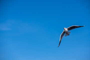 Obraz premium Seagulls flying on the beautiful blue sky, some chasing after food to eat at Bangpu, Samutprakarn in Thailand.