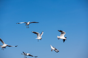 Seagulls flying on the beautiful blue sky, some chasing after food to eat at Bangpu, Samutprakarn in Thailand.