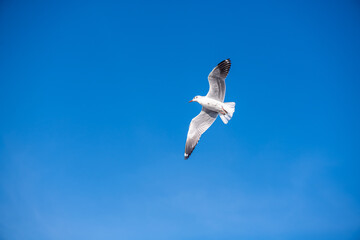 Seagulls flying on the beautiful blue sky, some chasing after food to eat at Bangpu, Samutprakarn in Thailand.