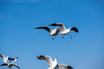 Seagulls flying on the beautiful blue sky, some chasing after food to eat at Bangpu, Samutprakarn in Thailand.