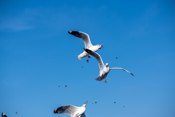 Seagulls flying on the beautiful blue sky, some chasing after food to eat at Bangpu, Samutprakarn in Thailand.