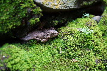 a frog hiding among mossy rocks. in detail and closeup