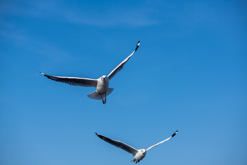 Seagulls flying on the beautiful blue sky, some chasing after food to eat at Bangpu, Samutprakarn in Thailand.