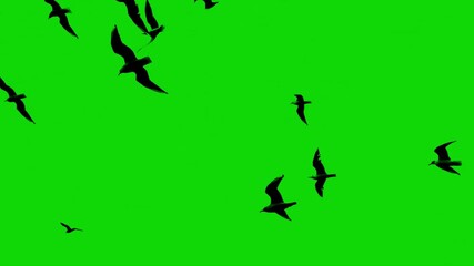 A flock of black birds flying freely chaotical, a group of pigeons chroma key green screen. Silhouettes of Migrating Birds in motion far in the sky. Sparrows or Swallows. For compositing VFX	