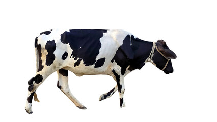Holstein Friesian Cow (Bos taurus) Isolated on a White Background with Copy Text Space. Prominent Dairy Cattle Breed Element for Farm Posters, Cultural Themes, and Nature-Inspired Designs. PNG File