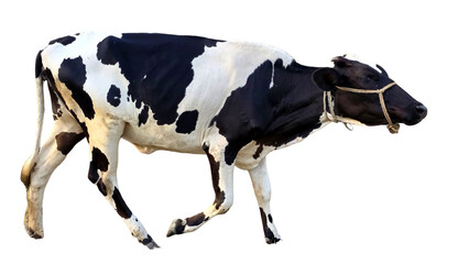 Holstein Friesian Cow (Bos taurus) Isolated on a White Background with Copy Text Space. Prominent Dairy Cattle Breed Element for Farm Posters, Cultural Themes, and Nature-Inspired Designs. PNG File