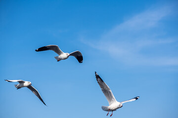 Seagulls flying on the beautiful blue sky, some chasing after food to eat at Bangpu, Samutprakarn in Thailand.