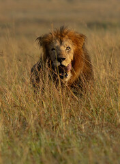 A male lion walking in the grassland in the morning hours at Masai Mara, Kenya