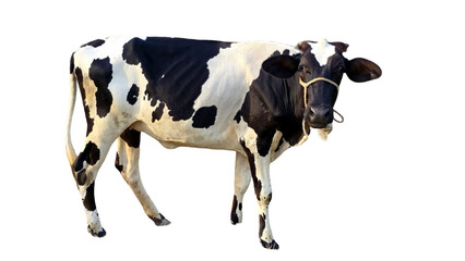 Holstein Friesian Cow (Bos taurus) Isolated on a White Background with Copy Text Space. Prominent Dairy Cattle Breed Element for Farm Posters, Cultural Themes, and Nature-Inspired Designs. PNG File