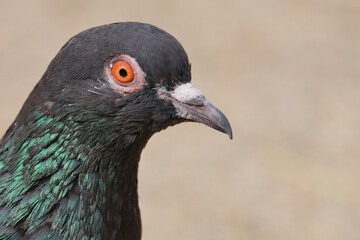 close up of a pigeon