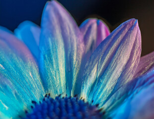 macro of blue flower