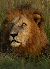 Portrait of a male lion with a fresh scar near eye, Masai Mara, Kenya