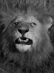 Portrait of a male lion at Masai Mara, Kenya