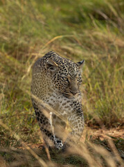 Portrait of a leopard walking in the grassland of Masai Mara, Kenya