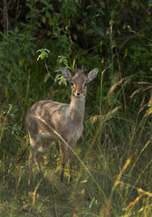 Krik dik dik antelope coming out from a bush at Masai Mara, Kenya
