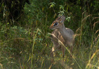 Portrait of a Krik dik dik antelope at Masai Mara, Kenya