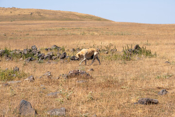 Stray dog walking through dry grassland on a sunny day