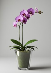 Elegant Purple Orchid in Glass Vase