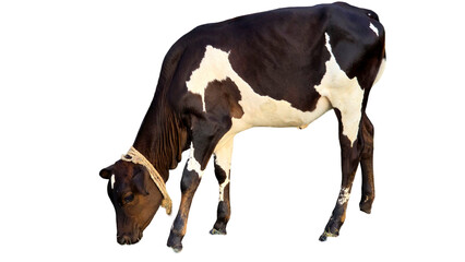 Holstein Friesian Cow (Bos taurus) Isolated on a White Background with Copy Text Space. Prominent Dairy Cattle Breed Element for Farm Posters, Cultural Themes, and Nature-Inspired Designs. PNG File