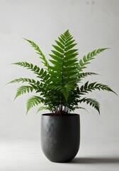 Obraz premium Elegant Sword Fern in Modern Black Pot